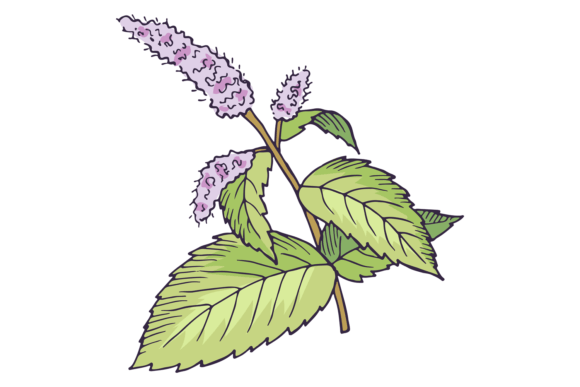 Download Blooming Peppermint Plant. Botanical Ill - Premium Bundle