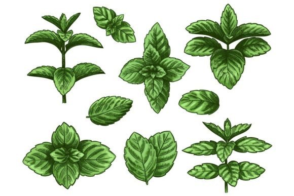 Download Green Mint Leaves. Sketch Peppermint - Peppermint Collection